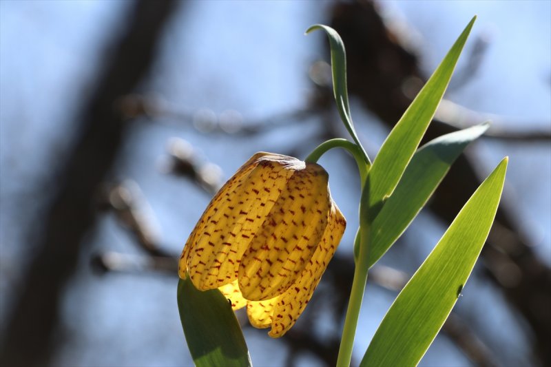 Karadağ'ın Damalı Laleleri İle Essiz Bir Görüntü