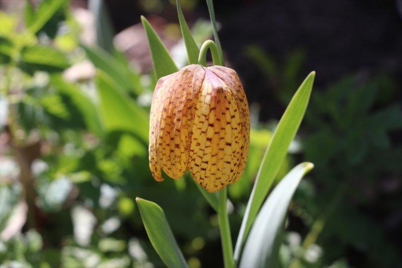 Karadağ'ın Damalı Laleleri İle Essiz Bir Görüntü
