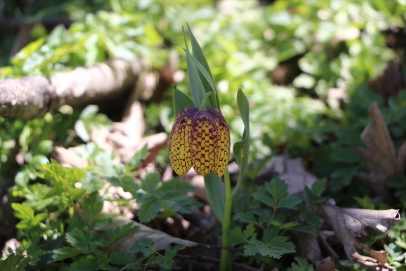 Karadağ'ın Damalı Laleleri İle Essiz Bir Görüntü