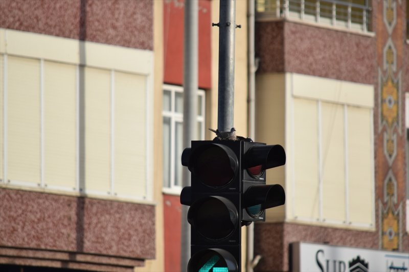 Trafik Işıklarına Yuva Yapan Kumru Dikkat Çekti