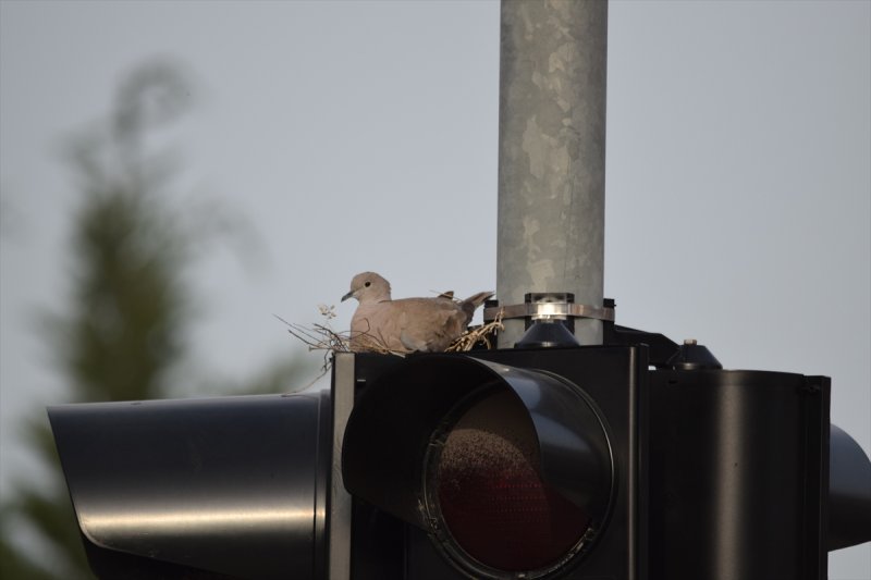 Trafik Işıklarına Yuva Yapan Kumru Dikkat Çekti