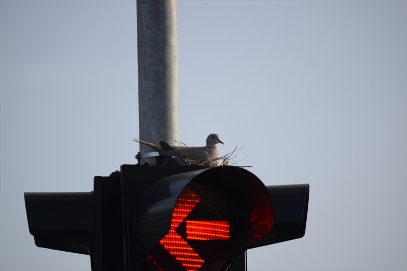 Trafik Işıklarına Yuva Yapan Kumru Dikkat Çekti