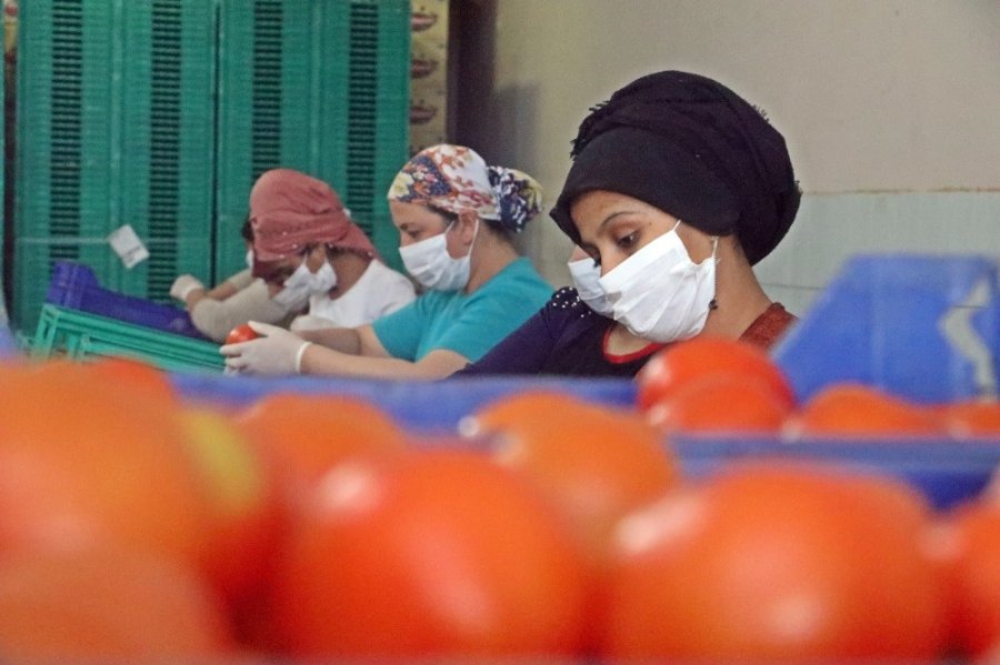 Onlar Bayramı Evde Değil, Serada Geçiriyor