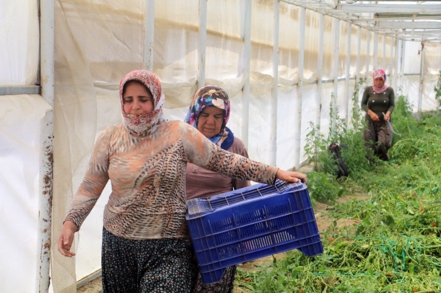 Onlar Bayramı Evde Değil, Serada Geçiriyor