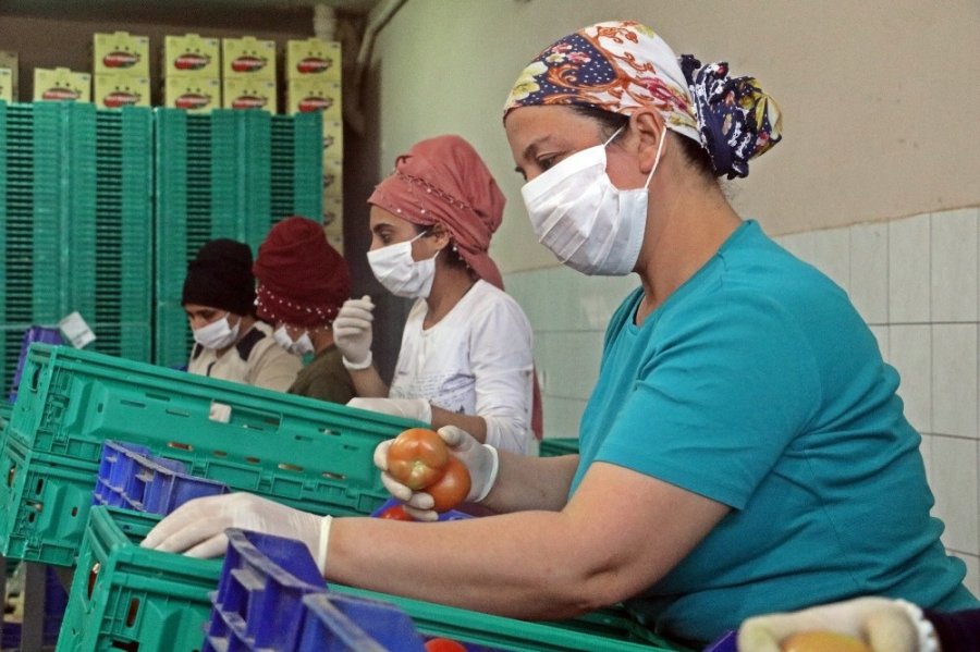 Onlar Bayramı Evde Değil, Serada Geçiriyor