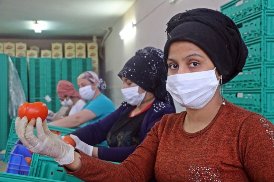 Onlar Bayramı Evde Değil, Serada Geçiriyor