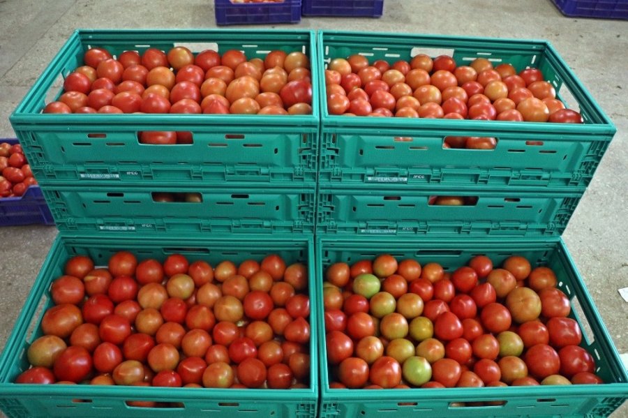 Onlar Bayramı Evde Değil, Serada Geçiriyor