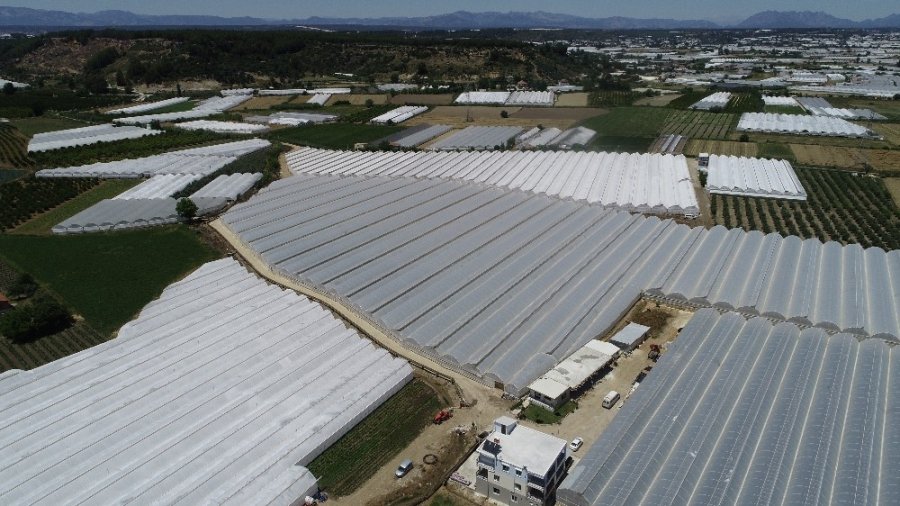 Onlar Bayramı Evde Değil, Serada Geçiriyor