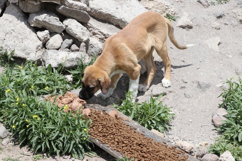 Niğde'de Sokak Hayvanlarına Mama Desteği