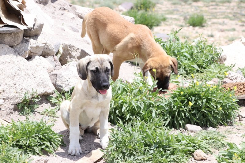 Niğde'de Sokak Hayvanlarına Mama Desteği