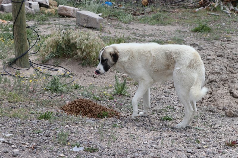 Niğde'de Sokak Hayvanlarına Mama Desteği