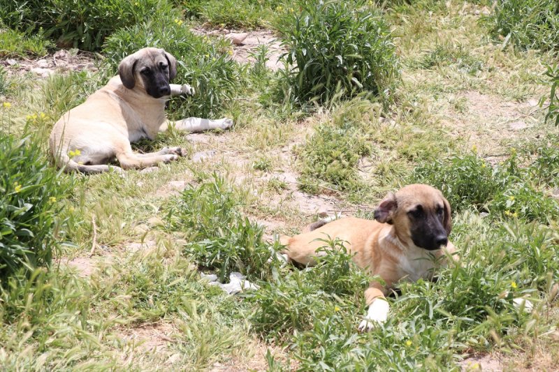 Niğde'de Sokak Hayvanlarına Mama Desteği
