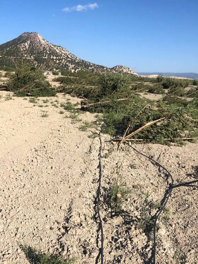 Mut’ta Fırtına Meyve Ağaçlarına Zarar Verdi