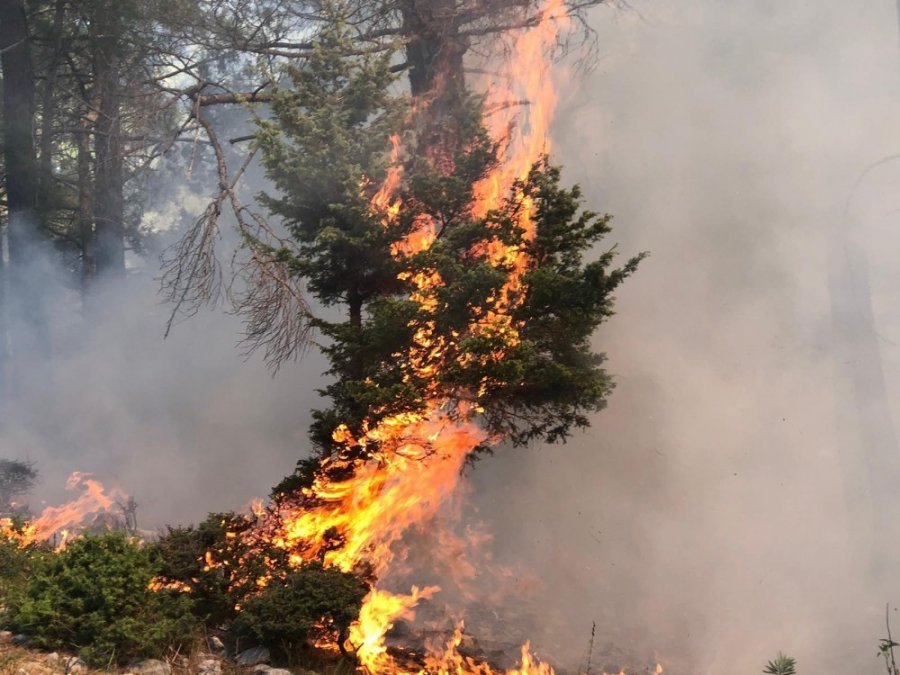 Çobanların İhmali Ormana Zarar Verdi