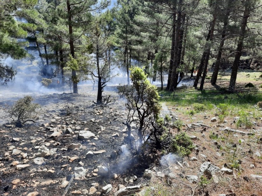 Çobanların İhmali Ormana Zarar Verdi