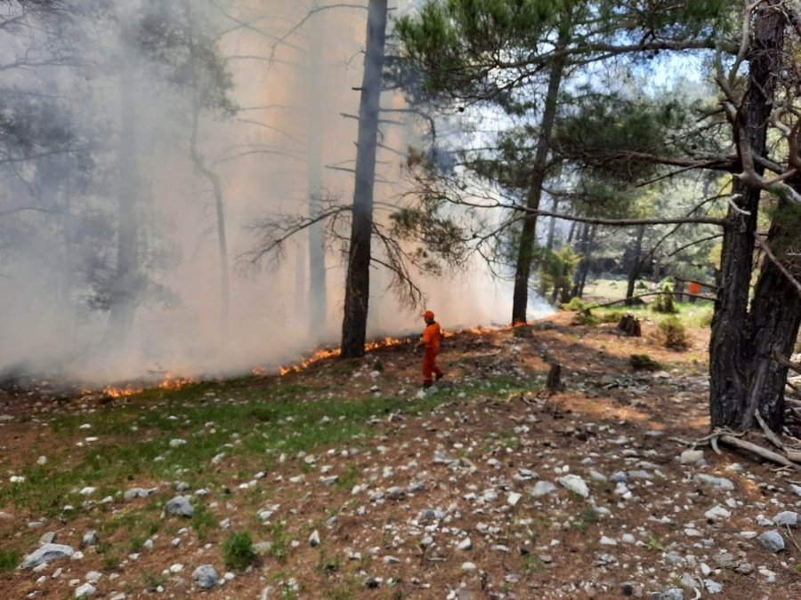 Çobanların İhmali Ormana Zarar Verdi