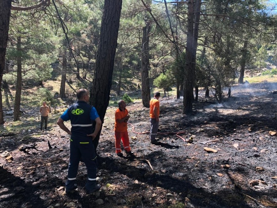 Çobanların İhmali Ormana Zarar Verdi