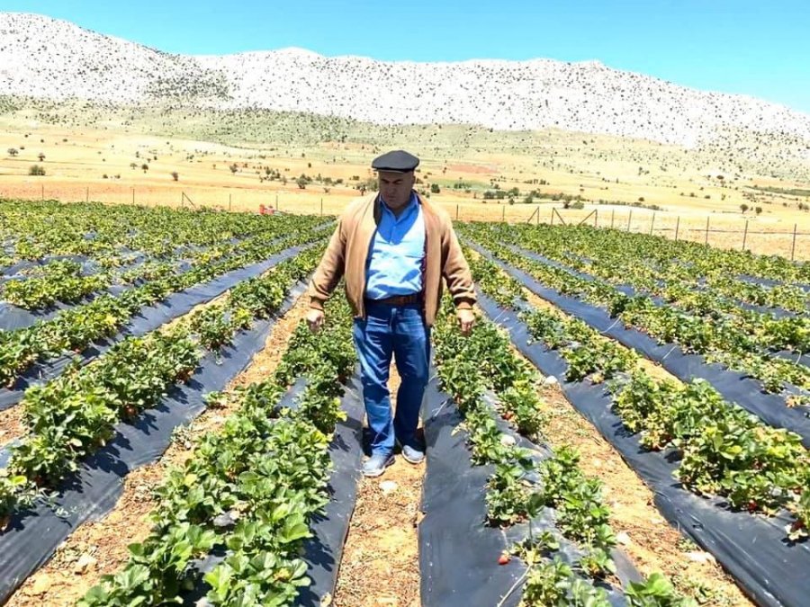 Çilek Üretiminde Karaman'ın İddiası Aromada