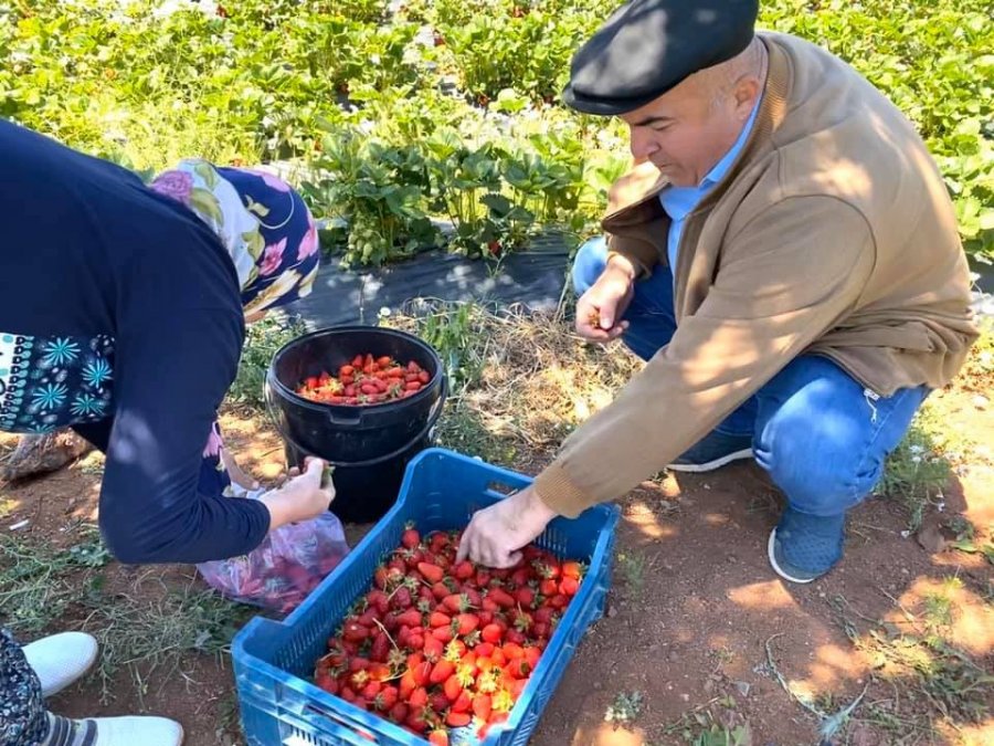 Çilek Üretiminde Karaman'ın İddiası Aromada