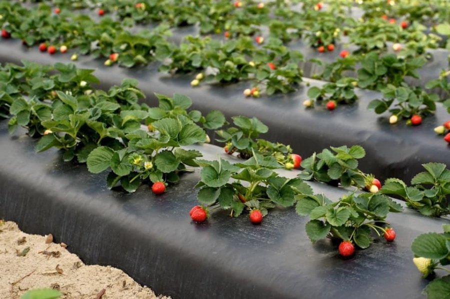 Çilek Üretiminde Karaman'ın İddiası Aromada