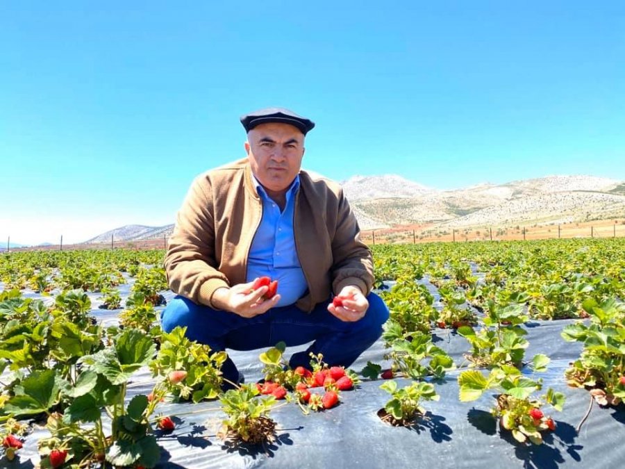 Çilek Üretiminde Karaman'ın İddiası Aromada