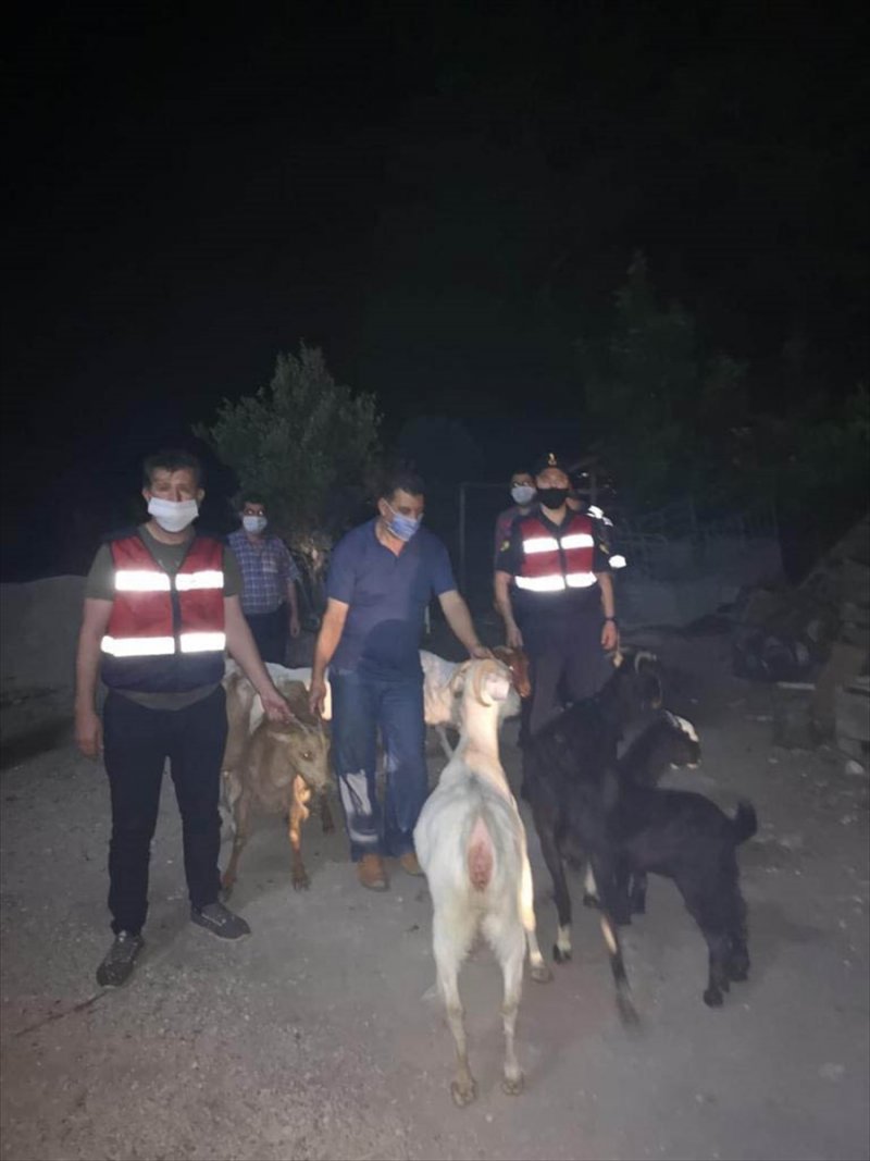 Antalya'da Kaybolan Küçükbaş Hayvanlar Jandarma Ekiplerince Buldu