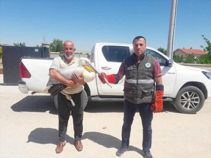 Konya'da Yaralı Halde Bulunan Pelikan Koruma Altına Alındı