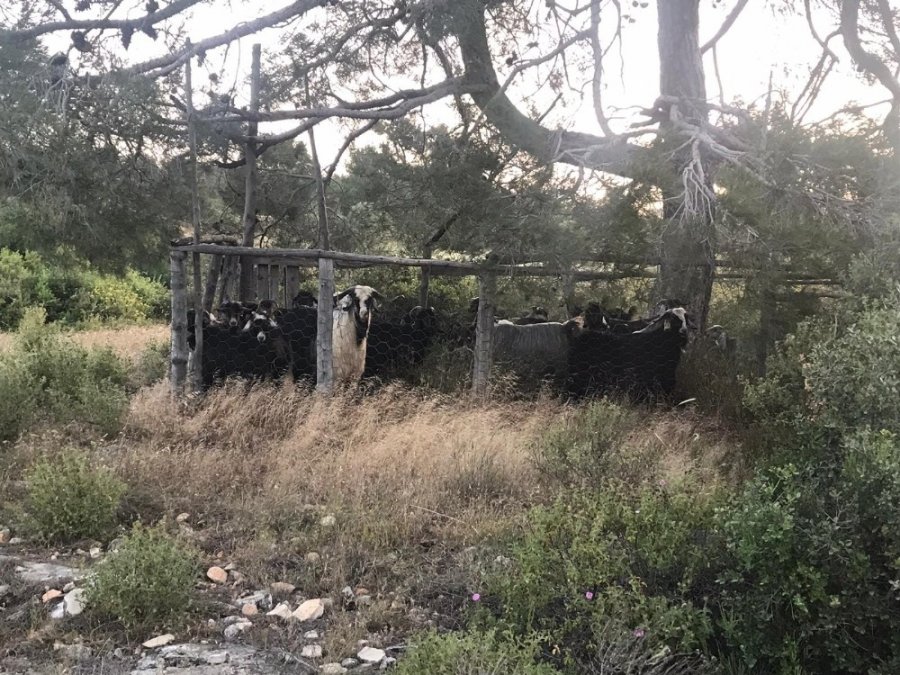 Mut'ta Çalınan Keçilerin Son Anda Etine Ulaşıldı