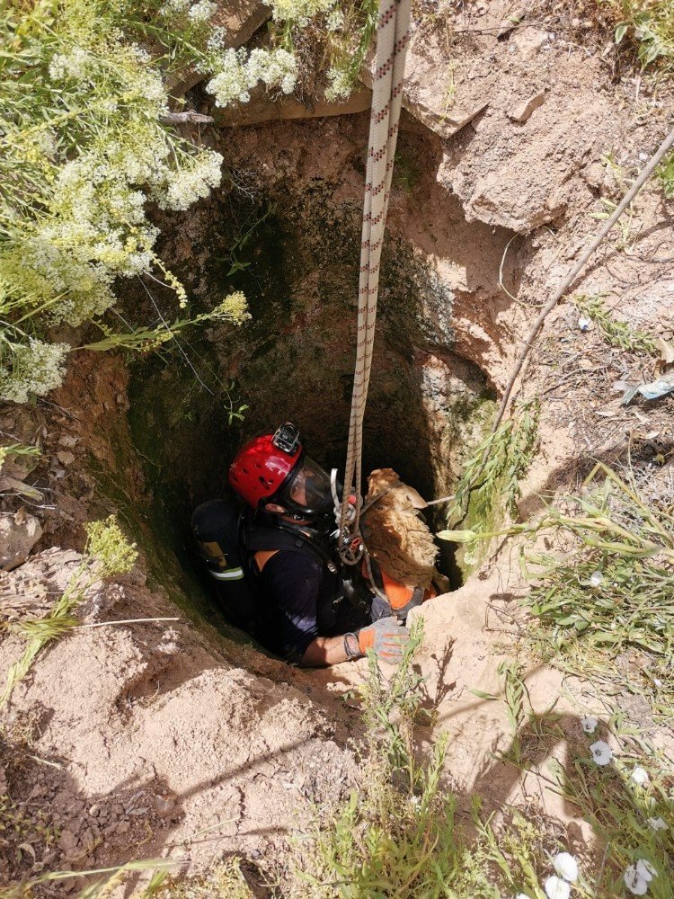 Kuyuya Düşen Kuzu Kurtarıldı