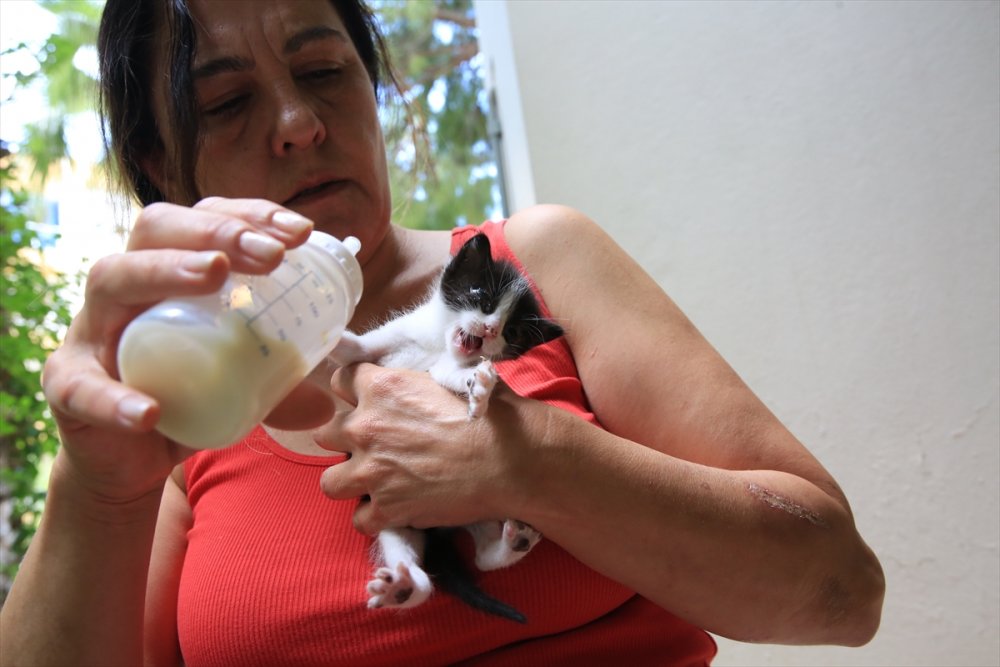 Antalya'da Öldürülen Kedinin Yavrularına Sahip Çıkıldı