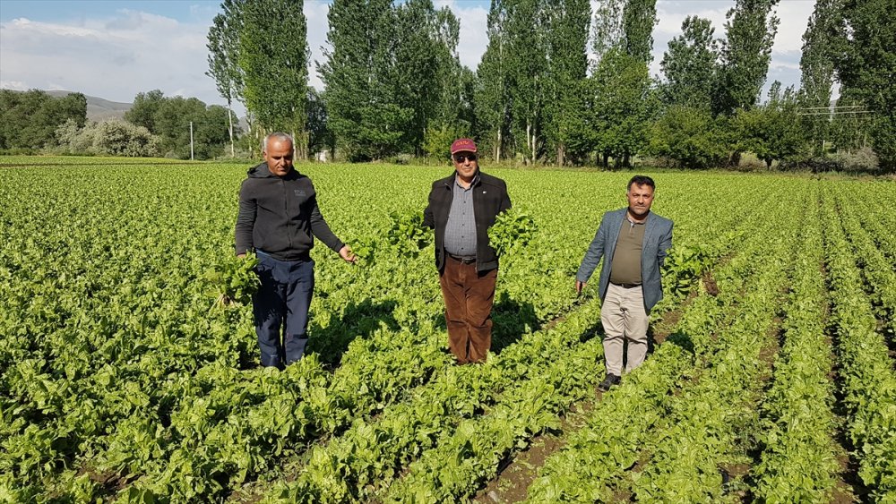 Niğde'de Etkili Olan Dolu Tarım Arazilerine Zarar Verdi