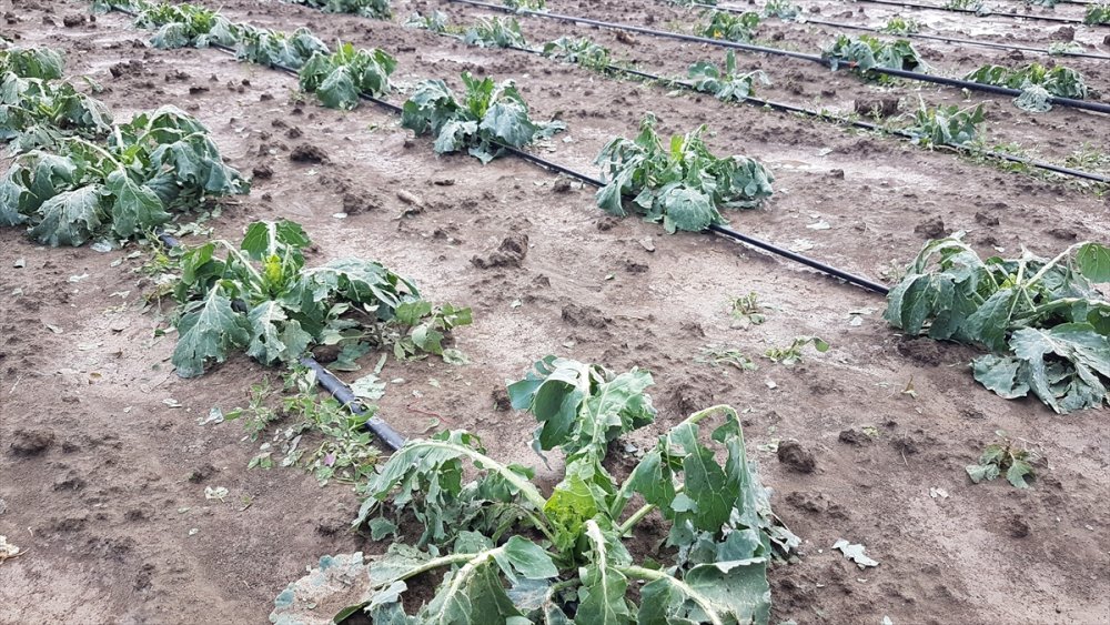 Niğde'de Etkili Olan Dolu Tarım Arazilerine Zarar Verdi