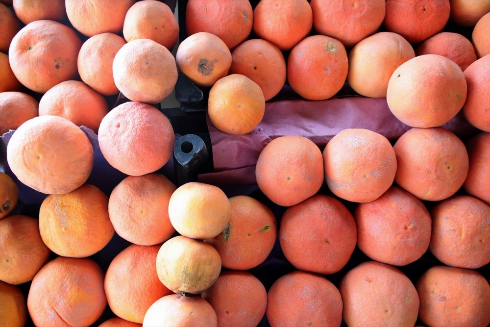 Türk Narenciyesi Ruslara Yaradı