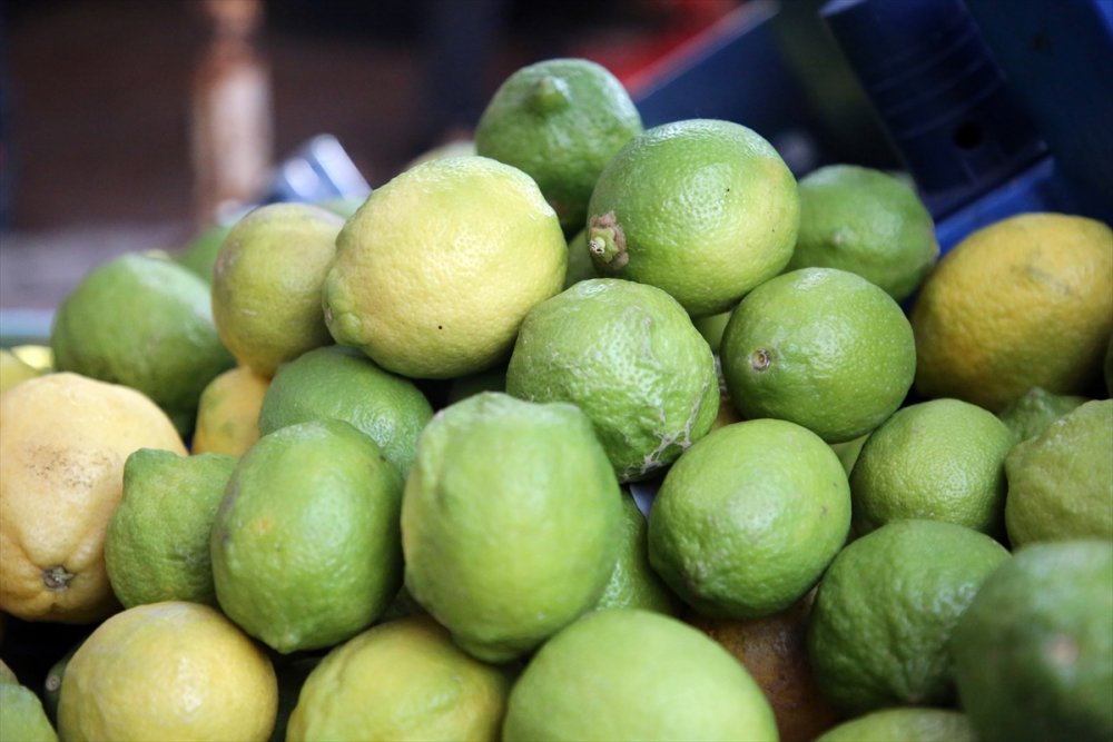 Türk Narenciyesi Ruslara Yaradı