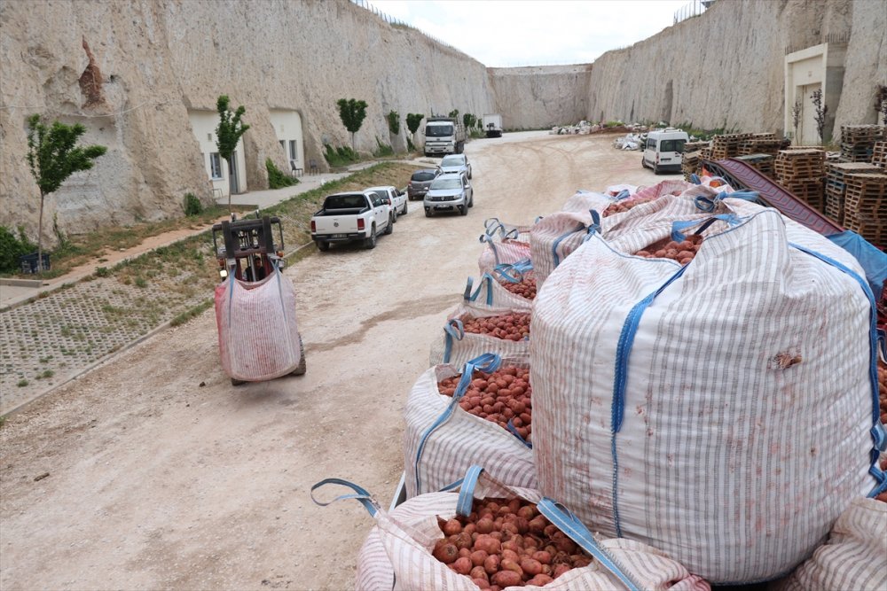 Yerli Patates Tohumu 