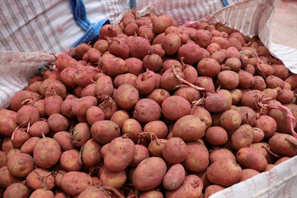 Yerli Patates Tohumu 