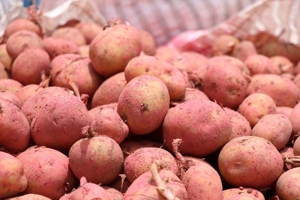 Yerli Patates Tohumu 