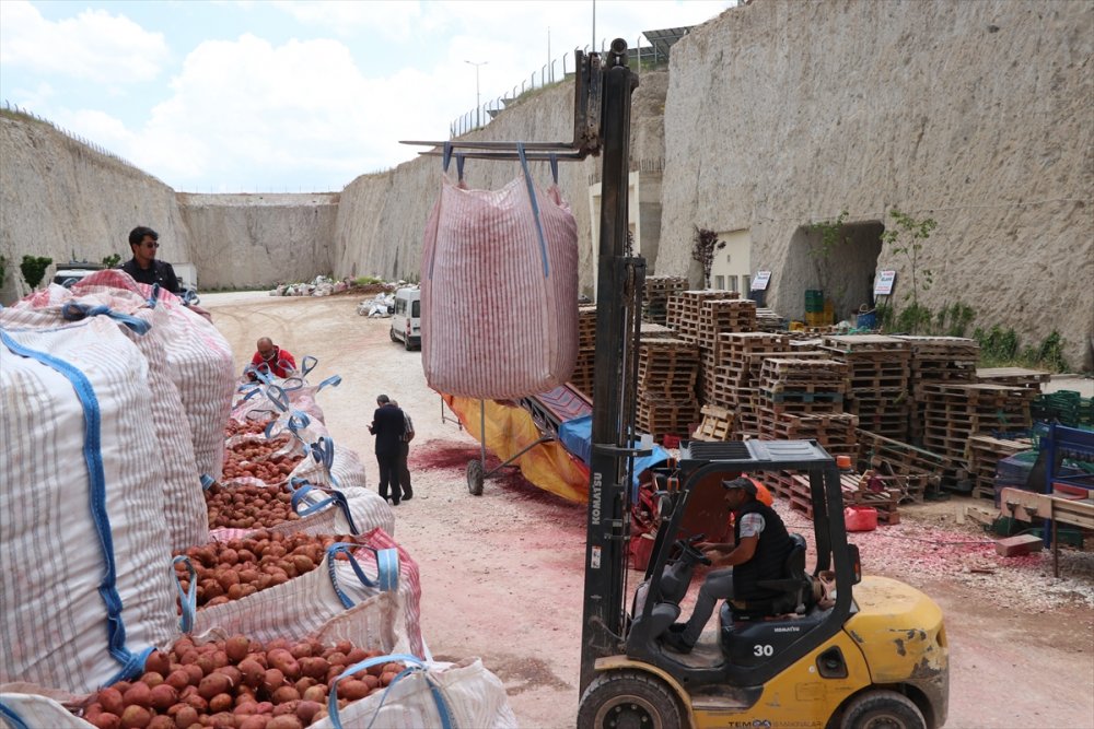 Yerli Patates Tohumu 