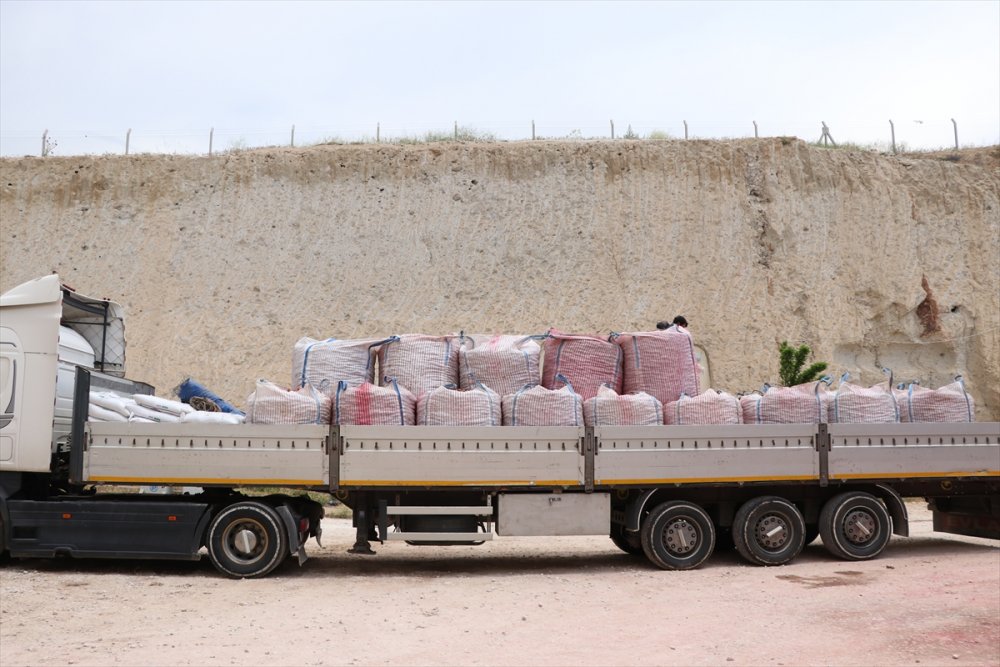 Yerli Patates Tohumu 