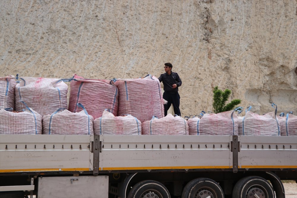 Yerli Patates Tohumu 