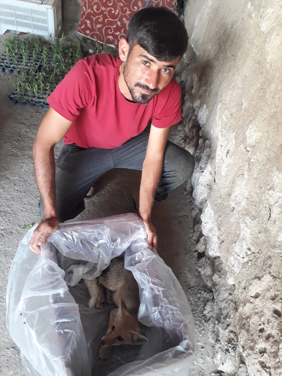 Aksaray'da Yaralı Tilki Yavrusu Tedaviye Alındı