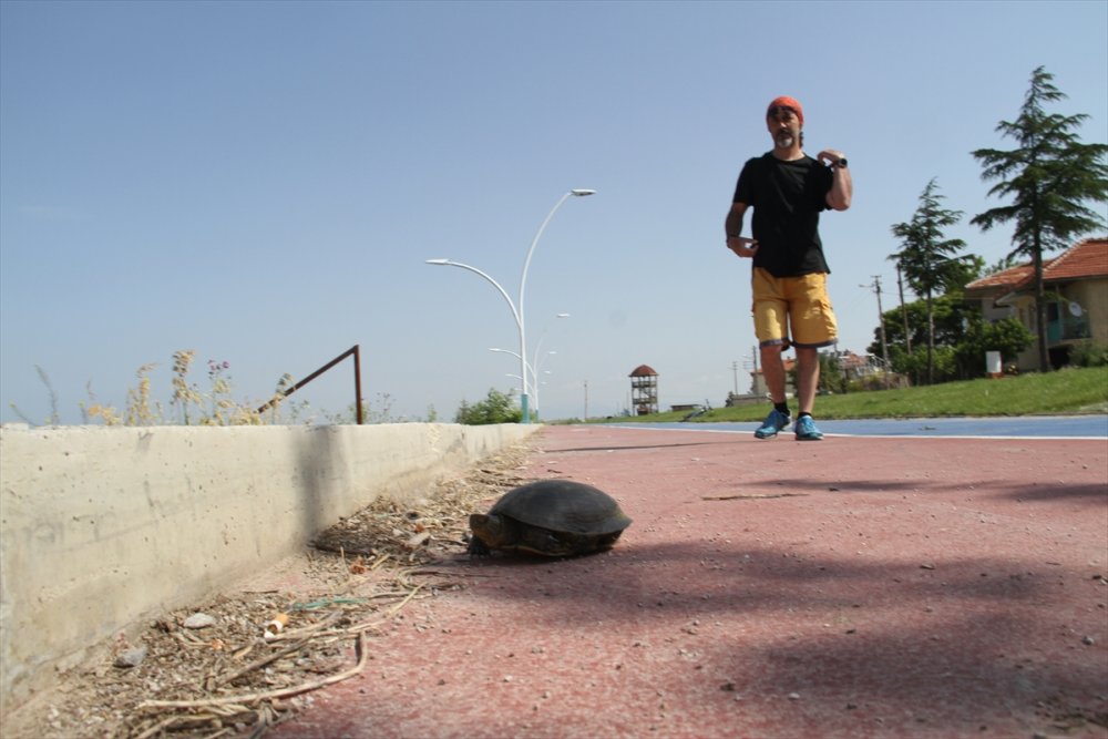 Doğal Hayata "Beton Set" Engeli