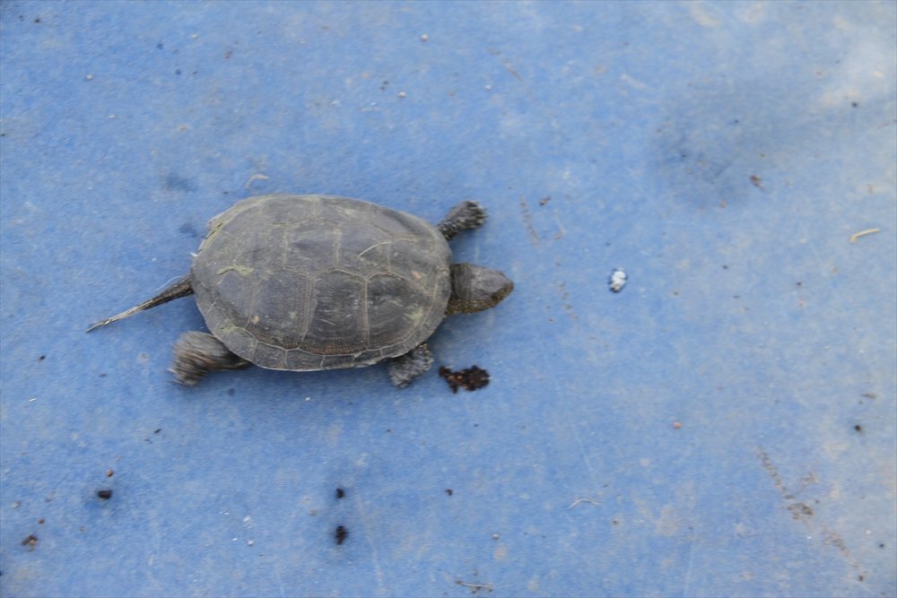 Doğal Hayata "Beton Set" Engeli