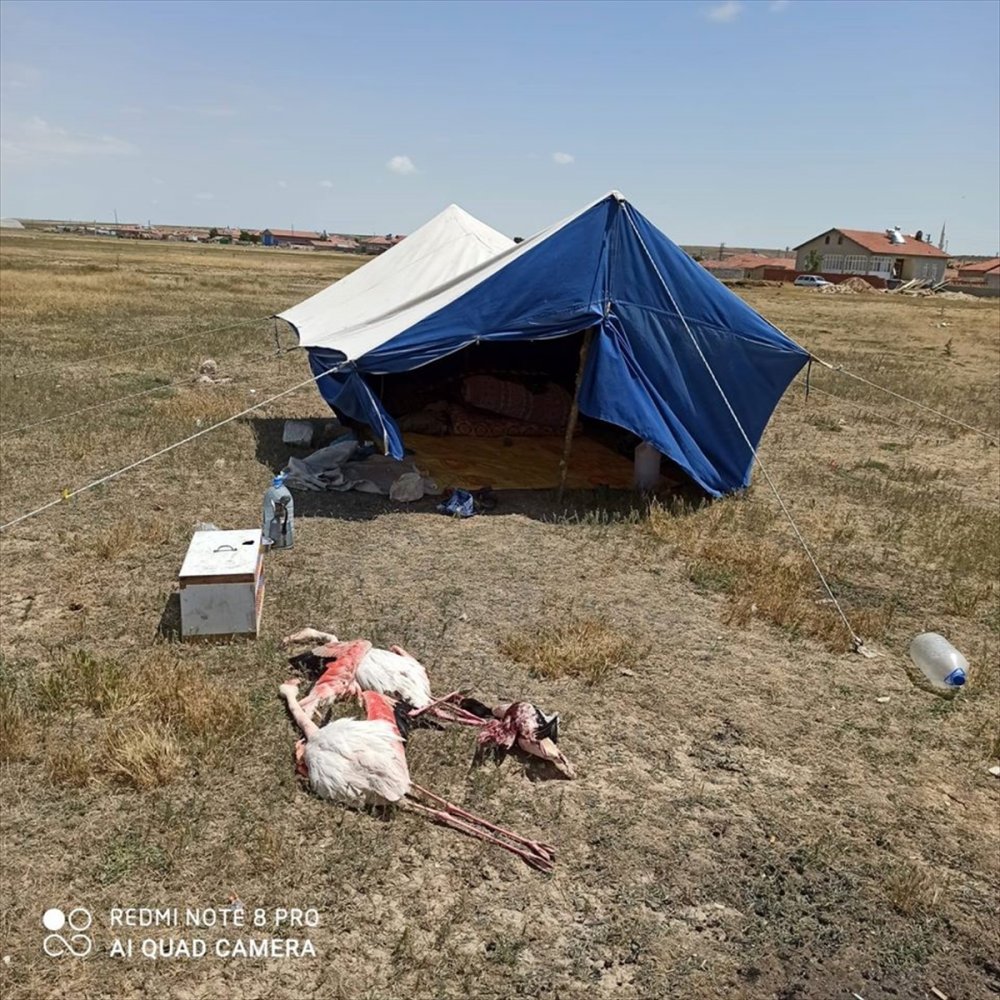 Konya'da Flamingo Ve Sunu Kuşu Avı Yapan Kişiye 13 Bin 237 Lira Ceza