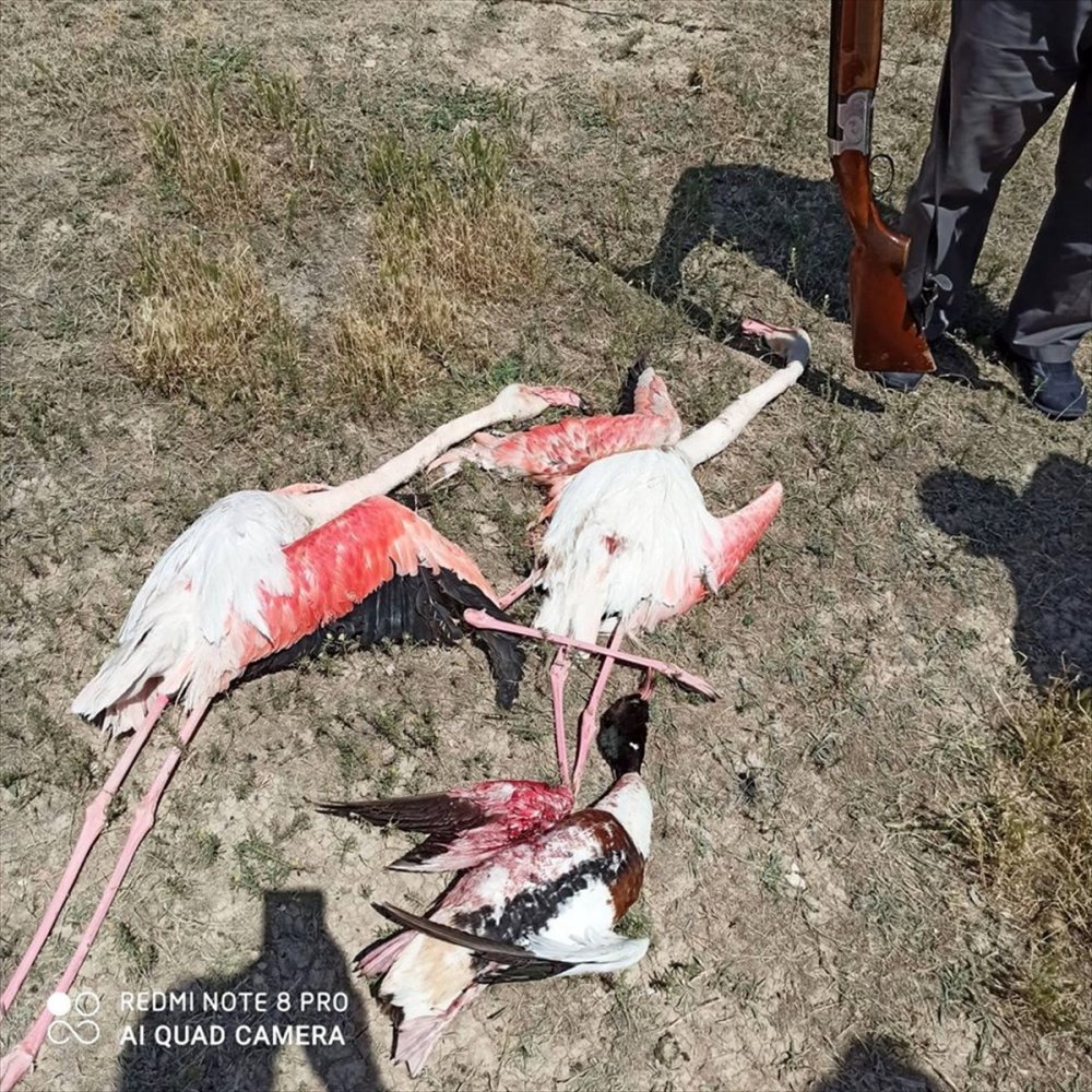 Konya'da Flamingo Ve Sunu Kuşu Avı Yapan Kişiye 13 Bin 237 Lira Ceza