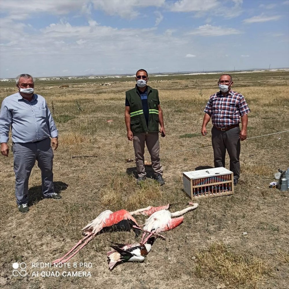Konya'da Flamingo Ve Sunu Kuşu Avı Yapan Kişiye 13 Bin 237 Lira Ceza