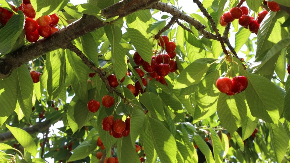 Güneyyurt'ta Kiraz Hasadı Devam Ediyor