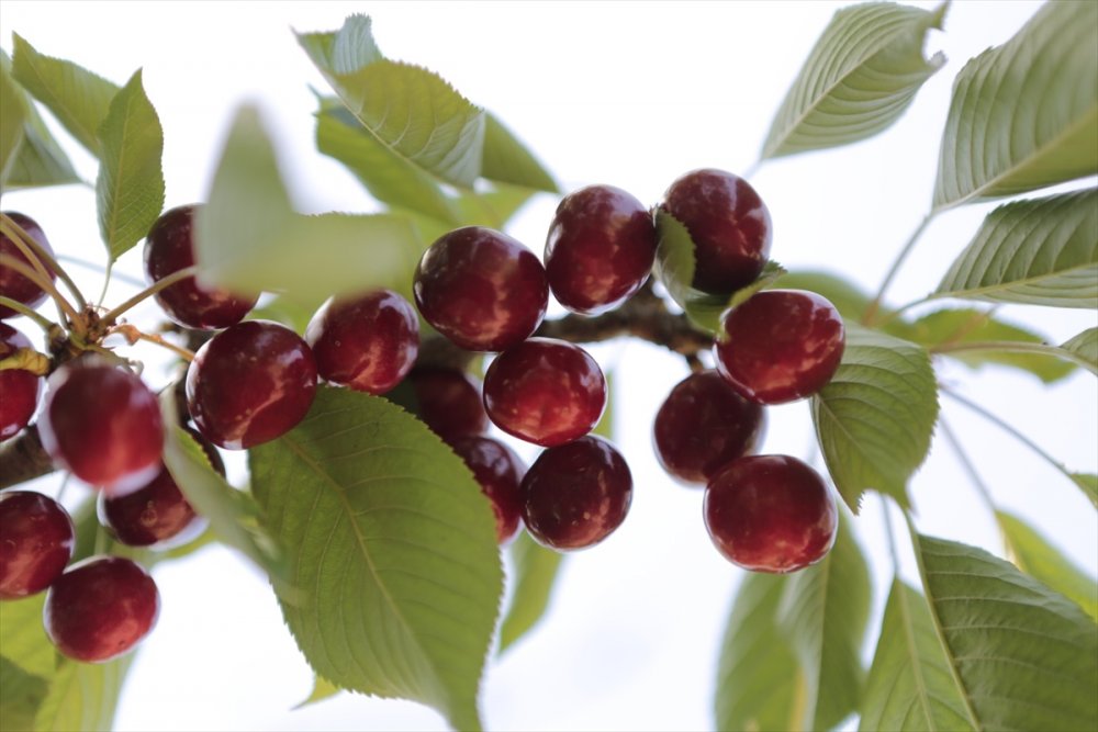 Güneyyurt'ta Kiraz Hasadı Devam Ediyor