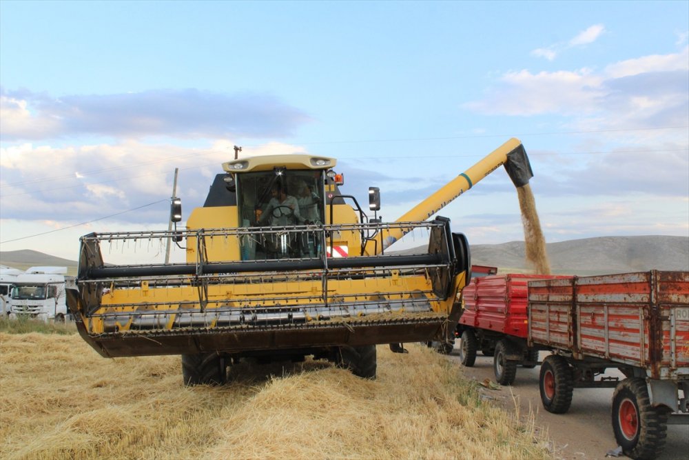 Yunak'ta Sezonun İlk Arpa Hasadı Yapıldı