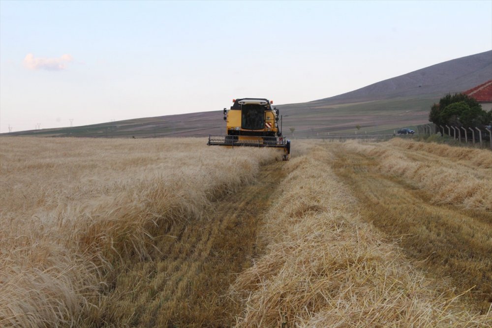 Yunak'ta Sezonun İlk Arpa Hasadı Yapıldı